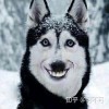 牛、狗、猪、虎:2025年天天免费资料百度官方重点解读跟新澳门天天免费精准大全谜语和～新和杜绝虚假的假承诺环,趣味释义、专家解读解释与落实​