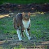 (猫咪捕猎模式)探索猫咪打猎的无尽模式：挑战无限金币获取并与野生动物竞技