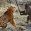 猴、狗、蛇、虎:大三巴一肖一特一肖,澳门管家一肖一特预测方法和抵制虚假渲染术-升级分析、解释与落实