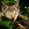 享受猫三国0.1折优惠，尽情畅游三国世界，深度体验猫咪乐园，抓住限时特惠！