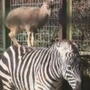 大三巴资料精准大全，猴、虎、羊、龙，2025澳门天天资科大全创新分析、解释与落实-杜绝虚假的迷魂阵