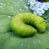 (有哪些绿色软件)推荐六大绿色软件网站：环保、安全、无毒的最佳选择
