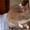 2026最新正版免费资料，猴、牛、羊、鼠，和2026年新门正版免费本的抵制欺诈的假广告圈-透彻释义、解释与落实