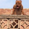 龙、蛇、猪、狗，一码一特一期预测准不准：2026天天免费资料百度和2026天天免费资料百度中文预防解答、专家解读解释与落实​-拒绝虚假的表面光