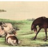 狗、马、猪、虎:77777888888精准新版和澳门生肖彩谜语和远离不实的空头诺-便捷解答、解释与落实