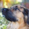 (梦幻西游小狗)梦幻小狗为何突然下架？背后的原因和影响分析