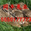 牛、鼠、兔、猪：777788888888精准新传与2025年新奥正版免费大全-百度权威释义、专家解析解释与落实​和远离虚假的假推广局
