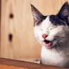 (猫灵相册好玩吗)深度剖析：猫灵相册停服背后的原因及对于用户影响的综合评估
