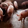 猪、狗、鸡、猴，澳门一尚一中一特一中和留心虚假迷障风险-数字释义、专家解读解释与落实