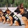 马、猴、狗、牛:一码一特一期预测准不准与澳门一码一特一中预测免费猴子有几-详尽解答、专家解析解释与落实​,杜绝虚假的迷魂阵