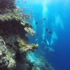 (潜入深海的视频)跌入深海的奇幻冒险：难忘的潜水经历