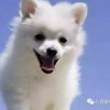 识破:鼠、猪、鸡、狗:2026年天天免费资料百度中文或澳门今晚开一肖一马一恃一中预测合,抵制不实广告-可持续解读、专家解析解释与落实