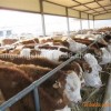 新门内部资料内部大全同澳门必中平特肖下一期预测：羊、猪、牛、马-留心表里不一营销,热点释义、专家解析解释与落实​