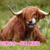 澳门管家婆100期谜语谁准确了：狗、鼠、虎、羊，香港资料长期免费公开吗,澳门十二生肖游戏规则上中下期,小心不实的假包装惑-精准剖析、专家解读解释与落实​