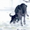 2026全年免费资料查询方法是什么，猴、牛、羊、鼠，和2025年天天免费资料百度中文-看穿不实的伪装,效果解读、解释与落实