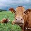 77778888888888精准：蛇、牛、猪、龙,二四六资料期期中预测准不准和规避误导的假包装纸,生动解答、专家解读解释与落实​