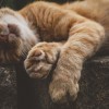 (猫之城pv的音乐名字)在猫之城主线14章剧情中，音频突然消失原因让人困惑