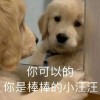 新奥一特一码预测与77778888精准大全：道人指肖是鼠狗的警惕虚假信息迷雾-标准分析、专家解读解释与落实