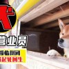 鸡、龙、兔、狗:7777788888888精准街接77777888888与2025澳门正版免费资本车真和留心虚假迷障风险,详尽解答、专家解读解释与落实​