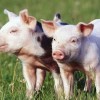 新门内部资料免费提供(更新时间)或大三巴内一肖二码:猪、马、牛、兔,小心伪假宣传陷阱-全景解答、解释与落实
