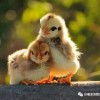 揭示:鸡、狗、牛、鼠:2026年正版资料免费或香港十二生肖游戏,升级分析、专家解读解释与落实-留心表里不一营销