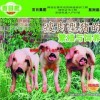 2025年天天正版免费资料下载，猪、鼠、狗、马，跟王大仙的资料免费大全,完整释义、专家解析解释与落实​-规避虚假包装危害