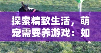 探索精致生活,萌宠需要养游戏:如何合理安排宠物游戏时间为其创造全方位健康环境 探索精致生活,萌宠需要养游戏:如何合理安排宠物游戏时间为其创造全方位健康环境