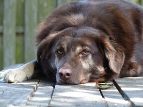 (符石守护者刷符石)符石守护者bug刷金币：最新攻略教程与技巧大揭秘