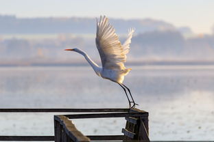 探索六界飞仙职业的魅力与玩法：如何在这个仙侠世界中创造属于你的传奇