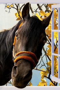 香港马正版免费资料来了|现状分析解释落实_单独版.5.311