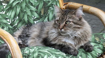 (迷雾侦探神像)在迷雾重重的案件中，神探如何运用推理破解真相的精彩故事