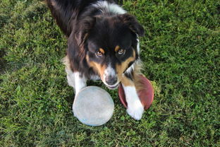 探索妖精的尾巴魔导少年手游：解密奇幻世界，战略组建战队，引领魔法传奇之旅