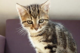 (家园攻防战无限金币钻石)探讨家园攻防战T0英雄的关键策略和技巧，打造无敌阵容称霸战场