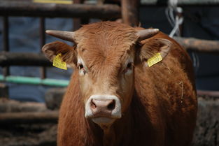 探寻境界勇士贴吧官网的丰富内容和精彩讨论交流