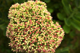 (炉石传说所有属性介绍)探寻炉石传说中的12个种族:不同力量的碰撞与融合 (炉石传说所有属性介绍)探寻炉石传说中的12个种族:不同力量的碰撞与融合