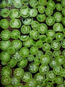 (植物大战僵尸电脑版无尽版下载)怀旧游戏回顾:畅享植物大战僵尸原版电脑版的无尽乐趣 (植物大战僵尸电脑版无尽版下载)怀旧游戏回顾:畅享植物大战僵尸原版电脑版的无尽乐趣