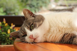 (猫灵相册官网下载)免费观看猫灵相册动漫，领略神秘的猫咪世界