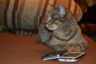 探索猫酱是什么意思? 猫酱代表什么？猫酱有什么特殊含义？了解猫酱的起源和意义