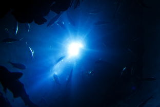 《我的水世界求生》中的三款DLC分别是什么？深度解析每个扩展包的内容与特色!