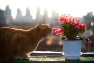 (石头盒子猫咪)探寻一个神秘的古早合成猫咪游戏：石头之谜