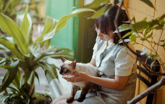 (遇见你的猫手游)遇见你的猫内置菜单：探寻与宠物相遇的奇妙世界