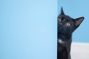 (猫猫赚钱小程序)玩赚钱小游戏，让可爱的猫咪升级技能变身王者