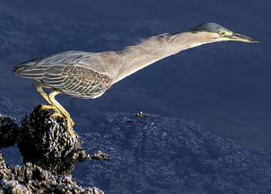 (八方旅人探查)八方旅人虾仁一口气看完：探索游戏内所有隐藏剧情与攻略技巧