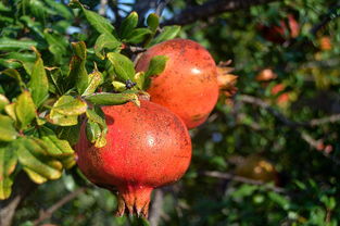 (果园里的保护罩是哪里来的)坚实防护，守护果园宝贝：如何保卫果园免受风险和威胁
