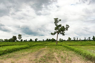 探讨幸存者村庄如何激励村民发扬文明传统 探讨幸存者村庄如何激励村民发扬文明传统