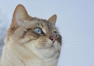 (捏猫咪的游戏)放肆娱乐:尽情自由捏猫的欢乐游戏体验 (捏猫咪的游戏)放肆娱乐:尽情自由捏猫的欢乐游戏体验