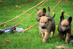 欢迎前来下载动物餐厅安卓版,尽情享受与可爱动物共进美食的乐趣! 欢迎前来下载动物餐厅安卓版,尽情享受与可爱动物共进美食的乐趣!