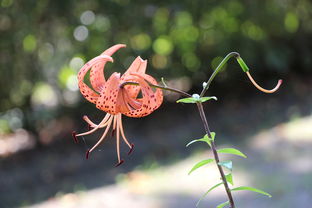 (一花织境官网)探寻乐趣无穷的一花织境手游下载体验 (一花织境官网)探寻乐趣无穷的一花织境手游下载体验