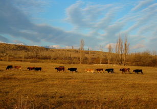(发现荒野)在广袤的荒野中生存挑战:探索未知荒野的追击游戏体验 (发现荒野)在广袤的荒野中生存挑战:探索未知荒野的追击游戏体验