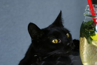 (遇见猫主题咖啡馆)遇见喵·猫咖啡馆怎么样？体验与猫咪亲密接触的乐趣！